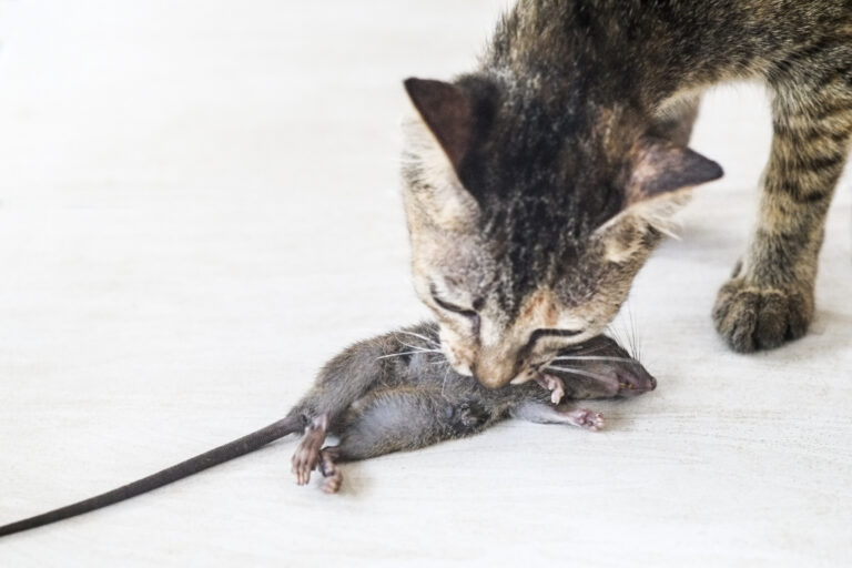 Wenn die Katze nicht da ist, tanzen die Mäuse … aber wenn die Katze da ist…