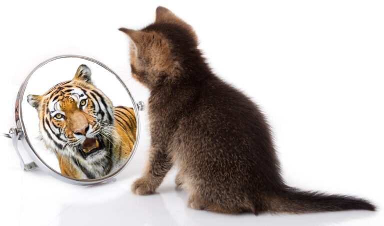 “Gott schuf die Katze, damit der Mensch einen Tiger Zuhause streicheln kann” (V.Hugo) – und Tiger fressen kein Trockenfutter!