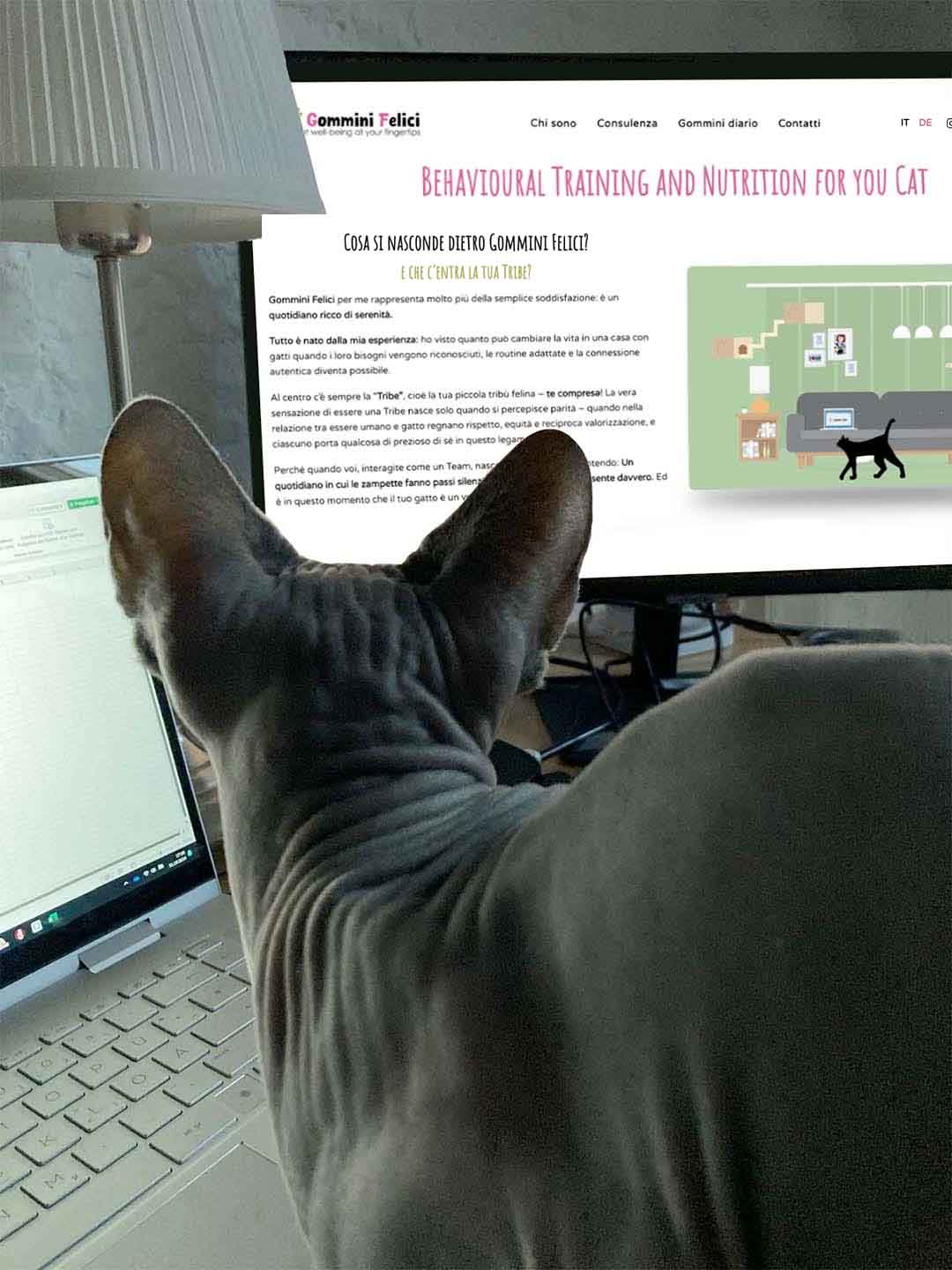 gatto-spalle-contatti-it